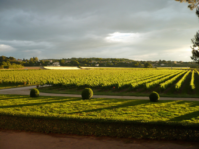 Château de Perdiguier vineyard